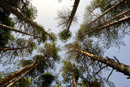 Looking up into tall pine trees against blue sky