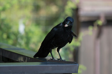 Crow gets a piece of bacon on the terrace