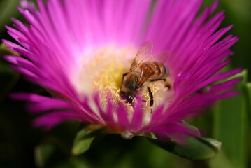 abeille butinant