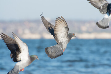 Birds fly with spread wings against the background of the sea. The dove is a symbol of freedom and peace.