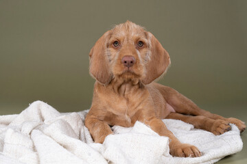 Wirehaired Vizsla, Hungarian Pointer,  puppy lying on a white blanket in green background