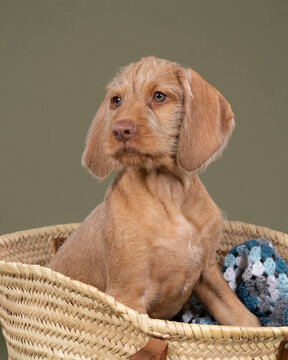 Wirehaired Vizsla, Hungarian Pointer,  puppy sitting in a wicker shopping basket