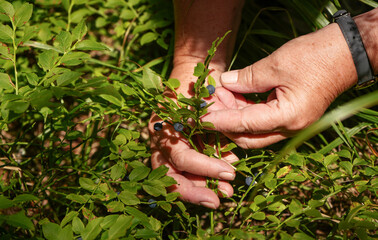 Elderly senior woman hand picking up wild blueberries from sun lit shrub in forest, closeup detail