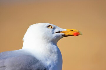 Close shot of white seagull on beige background
