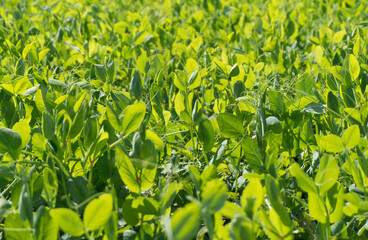 Closeup of fresh, young, green, sunlit pea plant grass.