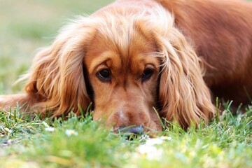 Young English Cocker Spaniel lying on grass