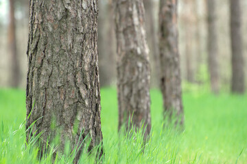 Tree trunks and green grass in a summer forest. Background from grass and bark of pine trees.