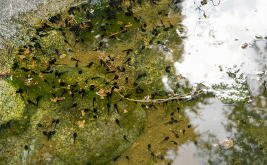 Group of small black tadpoles swimming near rocky pond shore, closeup detail