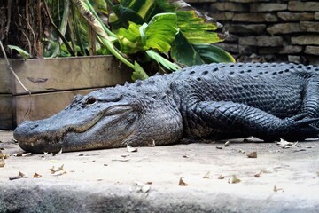 Close shot of Crocodile head