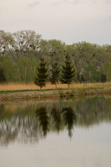 Fototapeta na wymiar Krajobraz trzy choinki i ich odbicia w tafli wody 