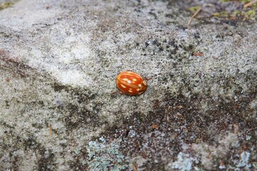 Close shot of ladybug on stone