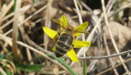 Bee on yellow gagea flower in spring, closeup