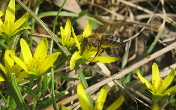 Bee on yellow gagea flowers in the meadow in spring, closeup