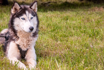 Husky is a beautiful dog on green spring grass.