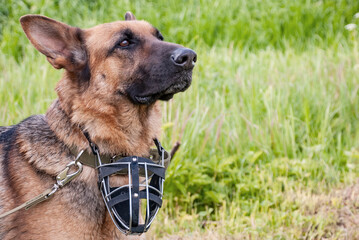 German shepherd is sitting and waiting for instructions against the background of green grass.