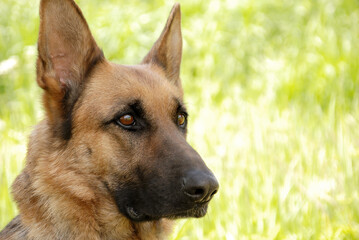 German shepherd is sitting and waiting for instructions against the background of green grass.