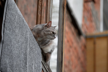 A three-color grey cat sits on the edge of the balcony eaves and looks outwards into the street as...