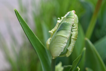 Parrot tulip bud with raindrops on petals.