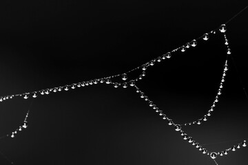 Amazing natural garland of small drops of water on a cobweb, black and white abstraction obesity from transparent drops of water