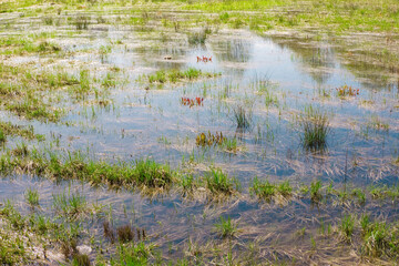 Wild swamp field with old dry and fresh green grass in early spring. Flooded area. Early spring season landscape.