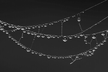 Amazing natural garland of small drops of water on a cobweb, black and white abstraction obesity from transparent drops of water