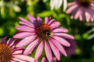 Obraz premium Bumblebee sitting on a pink coneflower in sunlight