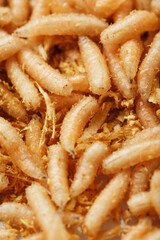 Many white blowfly larvae close-up as bait for fishing and medicine.