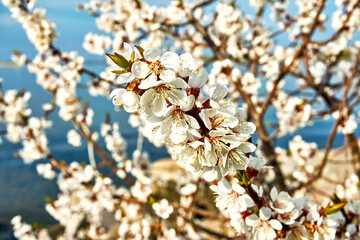 Blooming branches of apricot on the background of a pond on a sunny day.