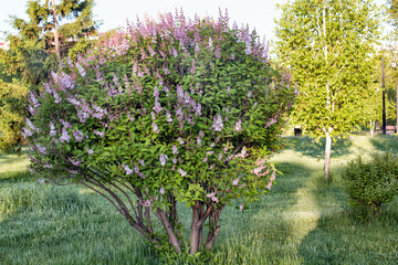 A bush of blooming lilac in spring in garden.