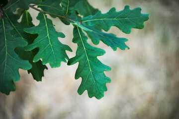 A branch of green oak leaves in summer forest.