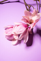 Flowering branch of pink magnolia on lilac background
