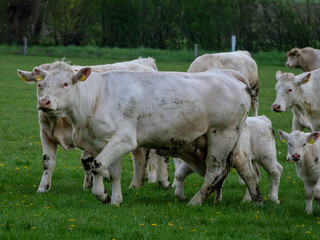 Kühe und Kälber im Münsterland