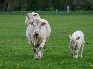 Kühe und Kälber im Münsterland