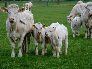 Kühe und Kälber im Münsterland