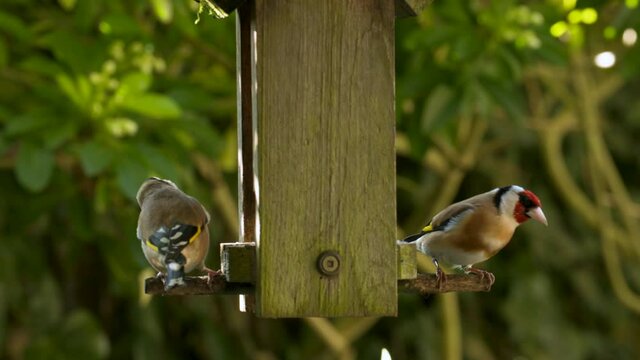 4K video clip of two European Goldfinches eating seeds, sunflower hearts, from a wooden bird feeder in a British garden during summer