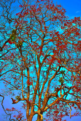 tree in autumn