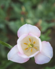 Obraz na płótnie Canvas Spring Tulip