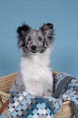 Cute young shetland sheepdog puppy sitting in a wicker basket with a blue crochet plaid against a...