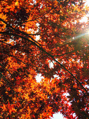 Bottom view of red foliage with sun rays