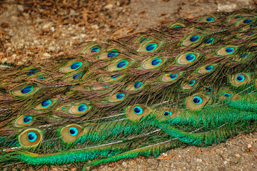 Peacock feathers closeup.Blue Indian peacock, Pavo cristatus, with colorful iridescent tail and...
