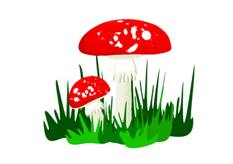 grzyby muchomory © Agata Sobczyk