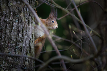 The red squirrel or Eurasian red squirrel