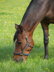 Pferde und Fohlen im M&uuml;nsterland