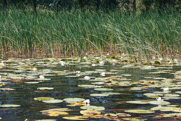 summer landscape, water lilies, lilies on the water with flowers, young reeds in the background