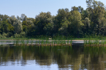 Fototapeta na wymiar summer landscape, forest on the bank of the lake river, water surface, young reeds in the foreground