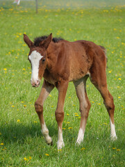 Pferde und Fohlen im M&uuml;nsterland