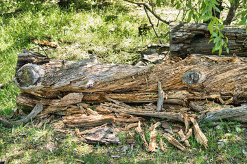 Viejo tronco de árbol caido, podrido y hecho astillas