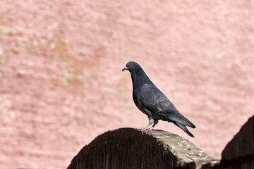 A group of urban birds of gray pigeons are sitting on the fence.