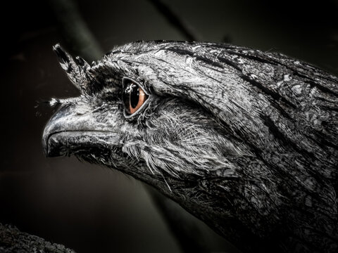 Tawny Frogmouth Close-up