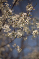 cherry tree flowers on a sunny day in spring